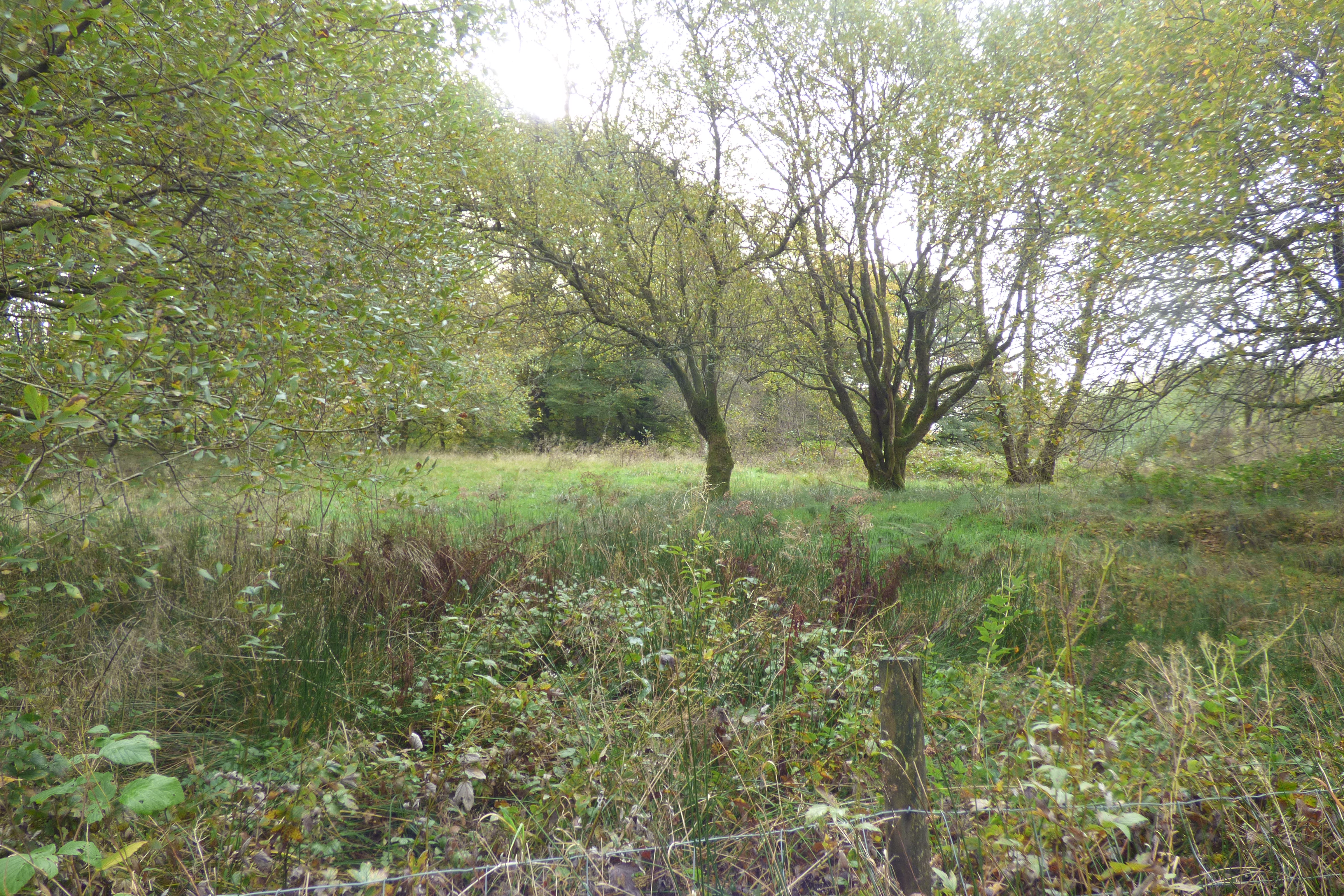Photograph of Grazing and Woodland